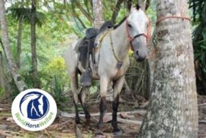 Estrella the forse, in the Costa Rican forest. 